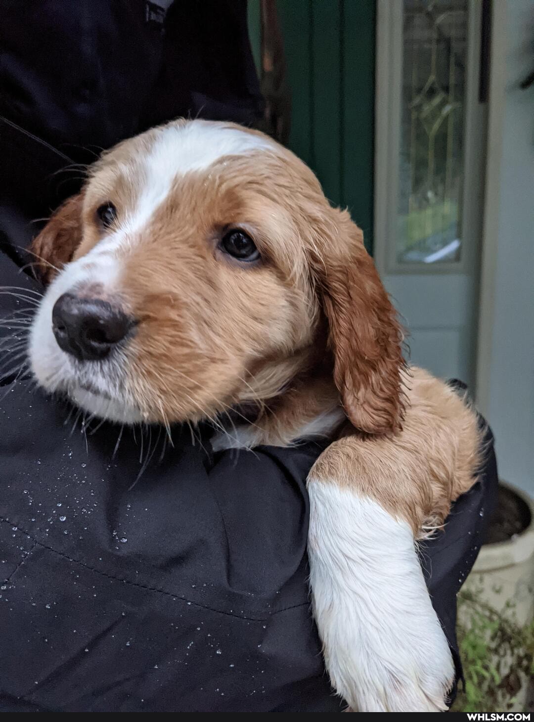 heckin_cute, pupper, puppy, aww