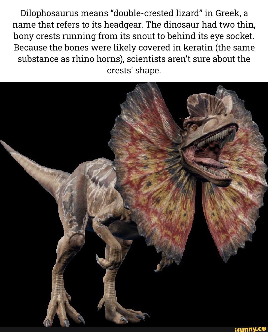 Dilophosaurus means "doublecrested lizard" in Greek, a name that refers to its headgear. The