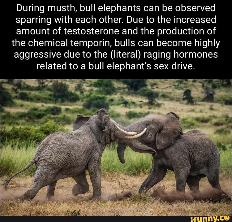 During musth, bull elephants can be observed sparring with each other. Due to the increased amount of testosterone and the production of the chemical temporin, bulls can become highly aggressive due to the (literal) raging hormones related to a bull elephant's sex drive.