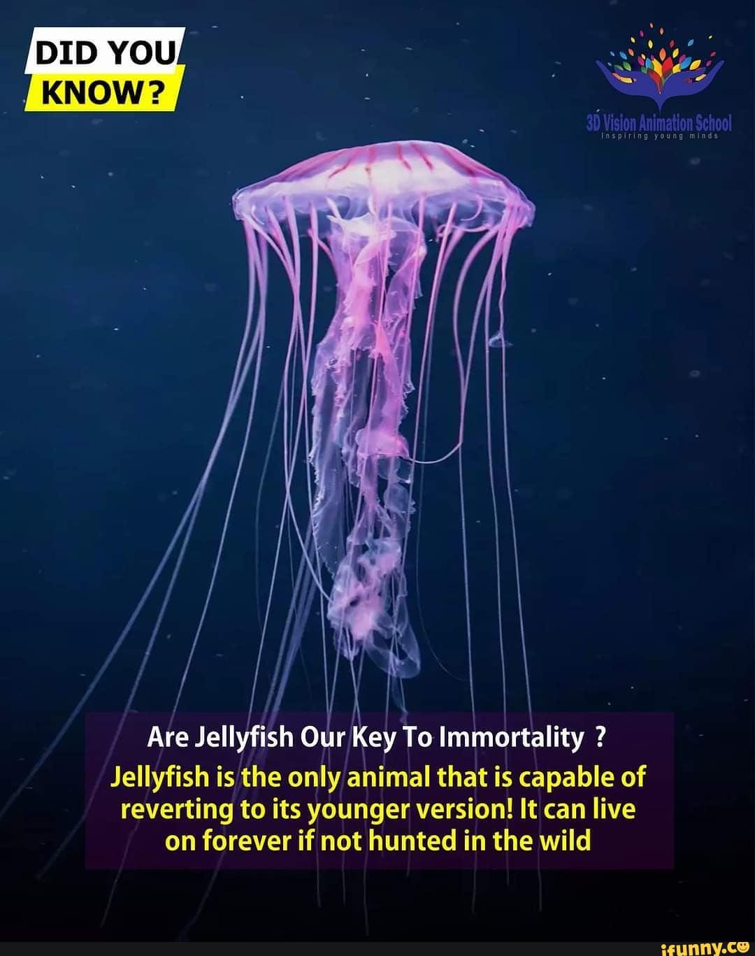 Are JellyFish our key to immortality ? Jellyfish immortality