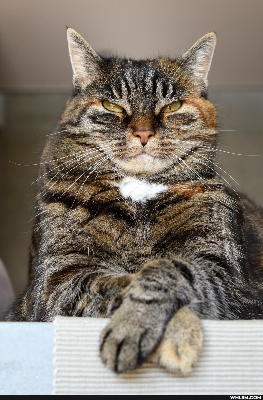 cat, cats, beautiful, cute_animal