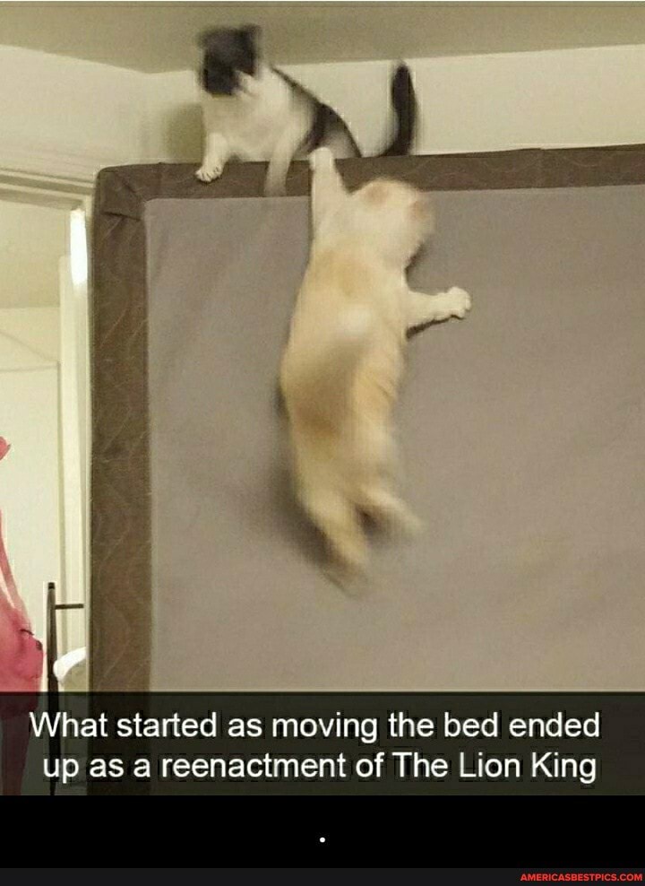 What started as moving the bed ended up as a reenactment of The Lion King - .
