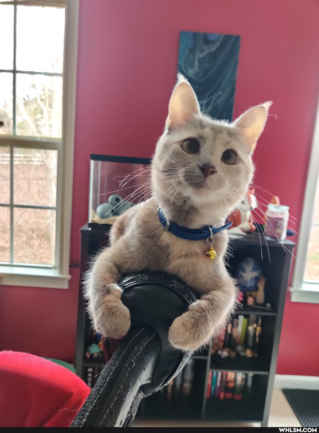 cat, aww, haha