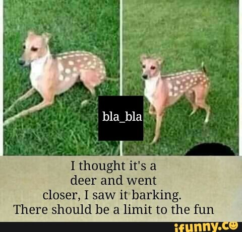 I thought it's a deer and went closer, I saw it barking.
There should be a limit to the fun