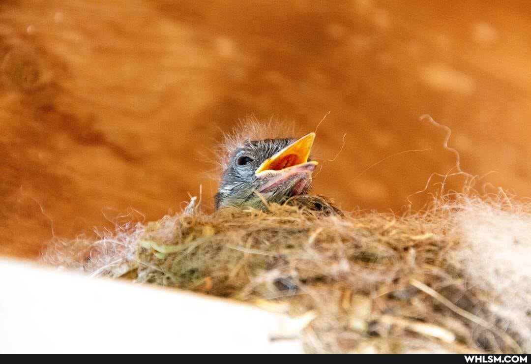 nature, baby_animals, baby_bird