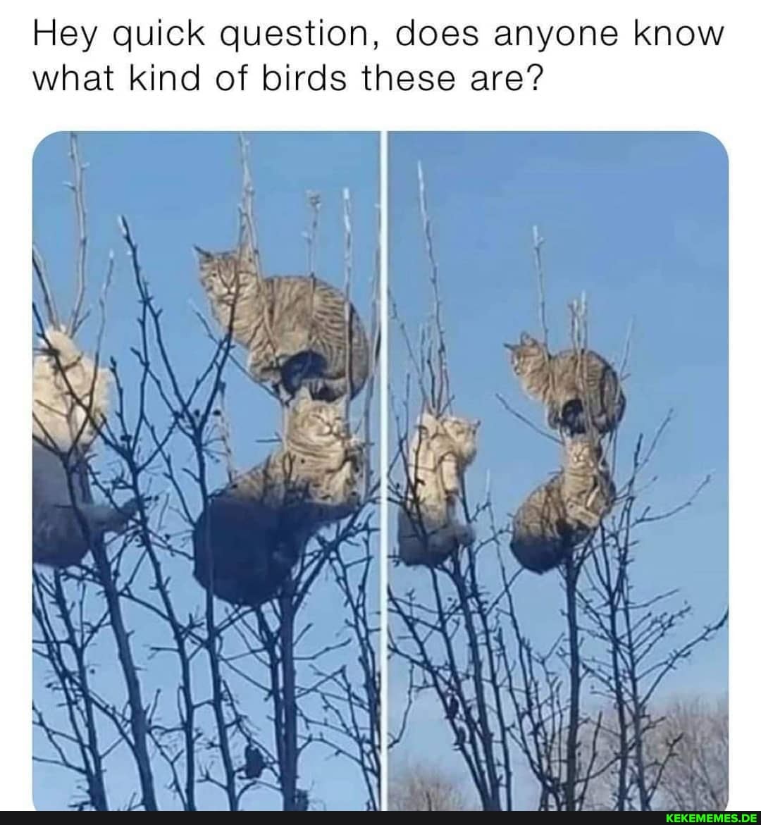 Hey quick question, does anyone know
ck
what kind of birds these are?
Hey gu