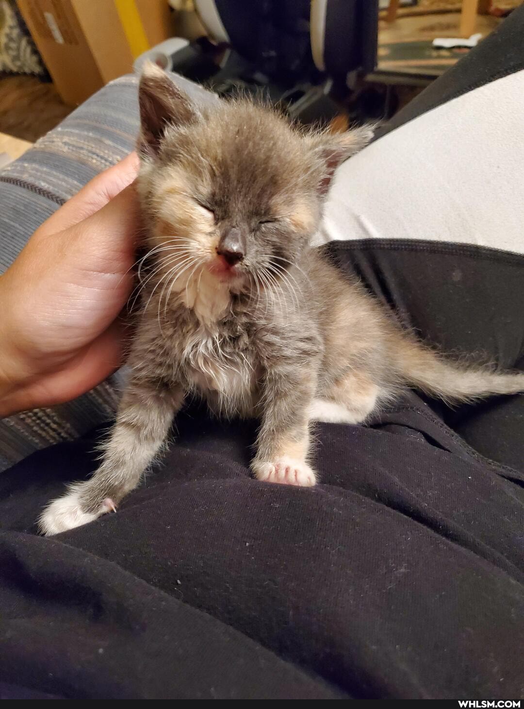 kitten, baby_animals, rescue_kitten