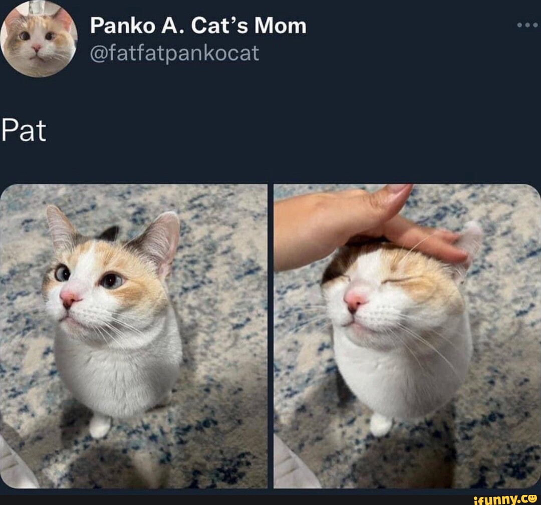 Panko A. Cat's Mom @fatfatpankocat Pat - iFunny