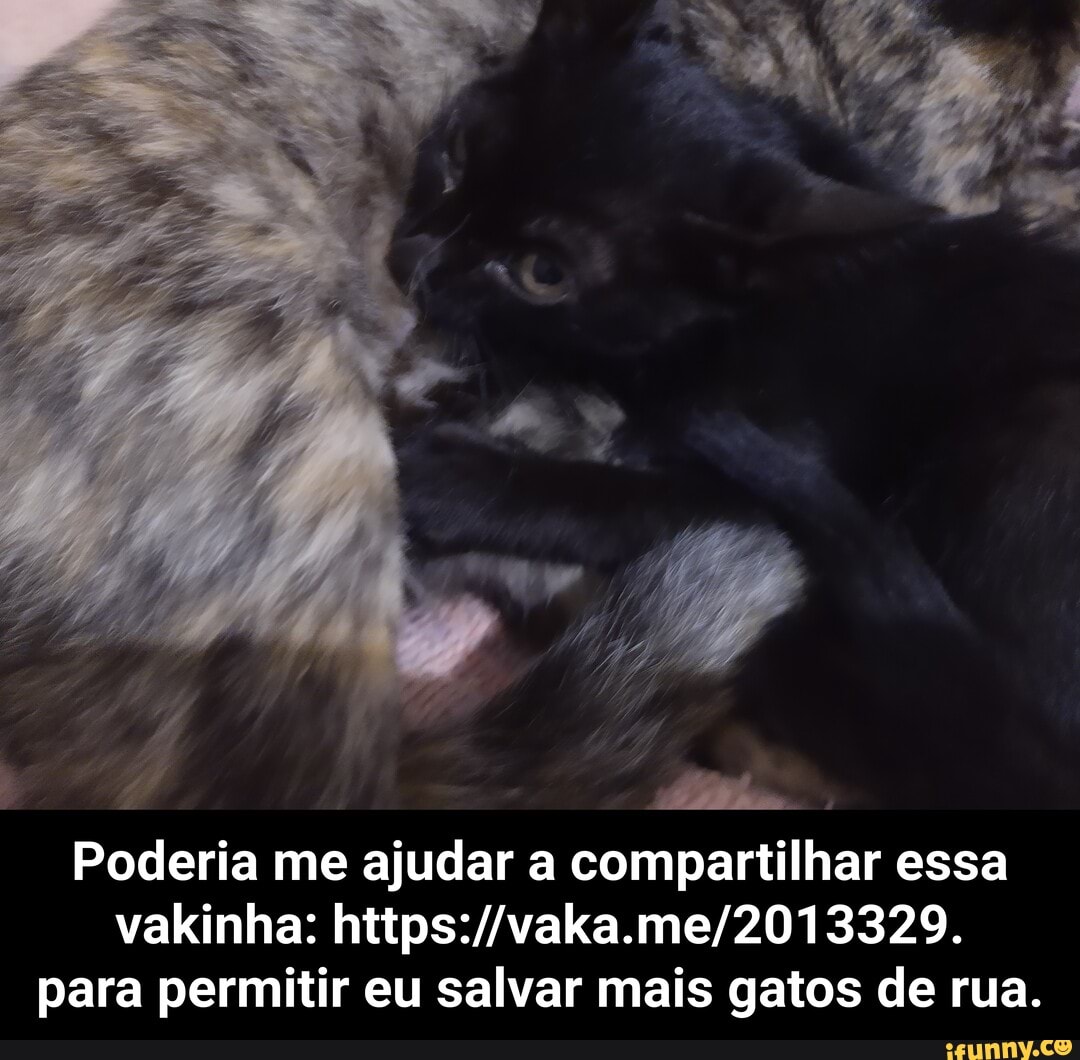 Poderia me ajudar a compartilhar essa vakinha: para permitir eu salvar mais gatos de rua. - Poderia me ajudar a compartilhar essa vakinha: https://vaka.me/2013329. para permitir eu salvar mais gatos de rua.