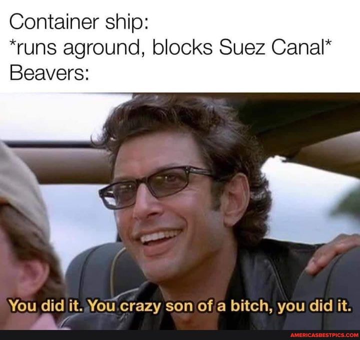 Container ship: *runs aground, blocks Suez Canal* Beavers: You did it ...