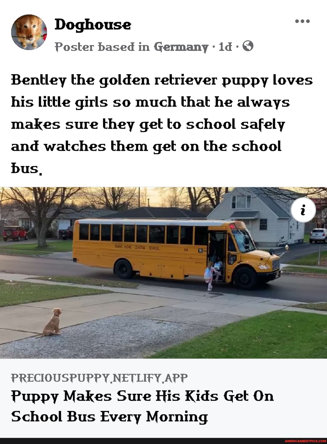 Doghouse
Poster based in Germany id- @
Bentley the golden retriever puppy loves his little girls so much that he always makes sure they get to school safely and watches them get on the school
bus,
PRECIOUSPUPPY NETLIFY, APP Puppy Makes Sure His Kids Get On
School Bus Every Morning