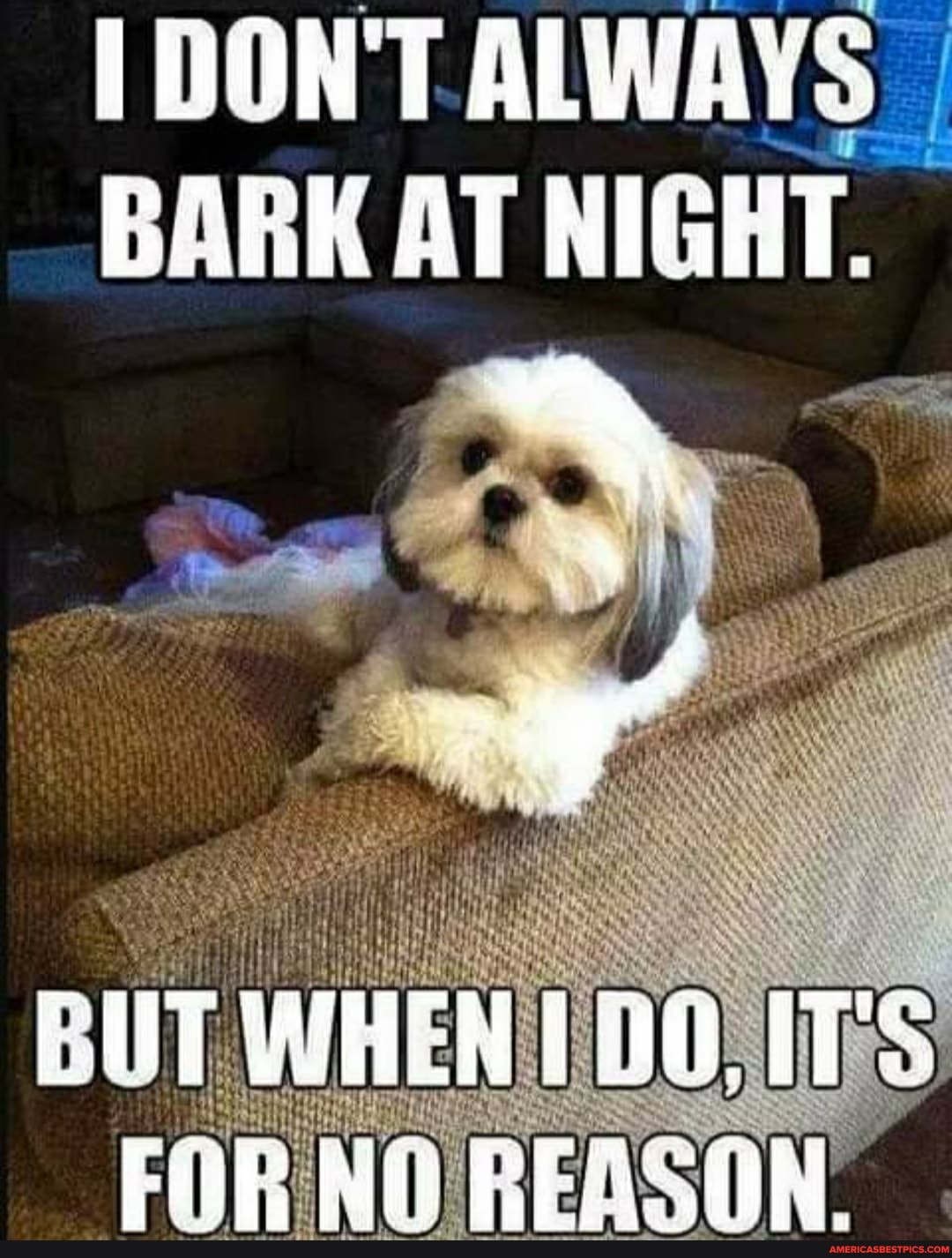 T ALWAT:
BARK AT NIGHT.
DUT WHEH For: REASON.