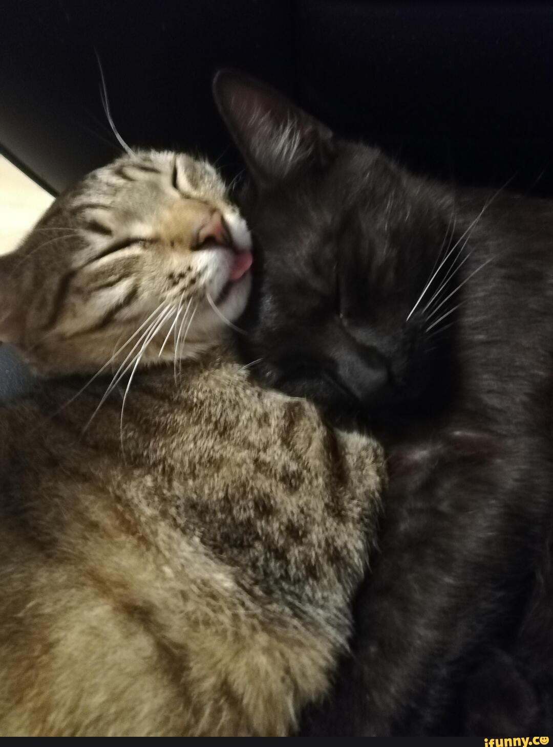cat, plop, cuddling, brother