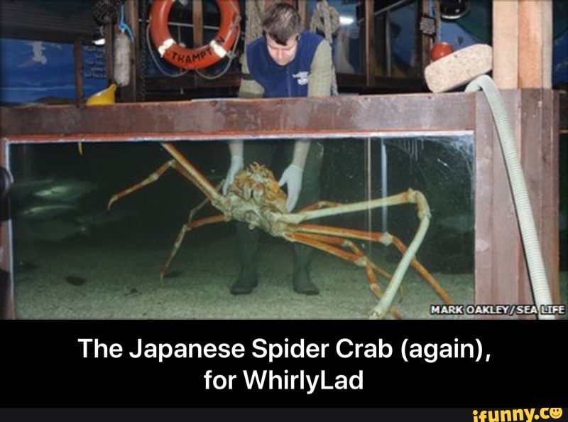 Japanesespidercrab Memes Best Collection Of Funny Japanesespidercrab Pictures On Ifunny