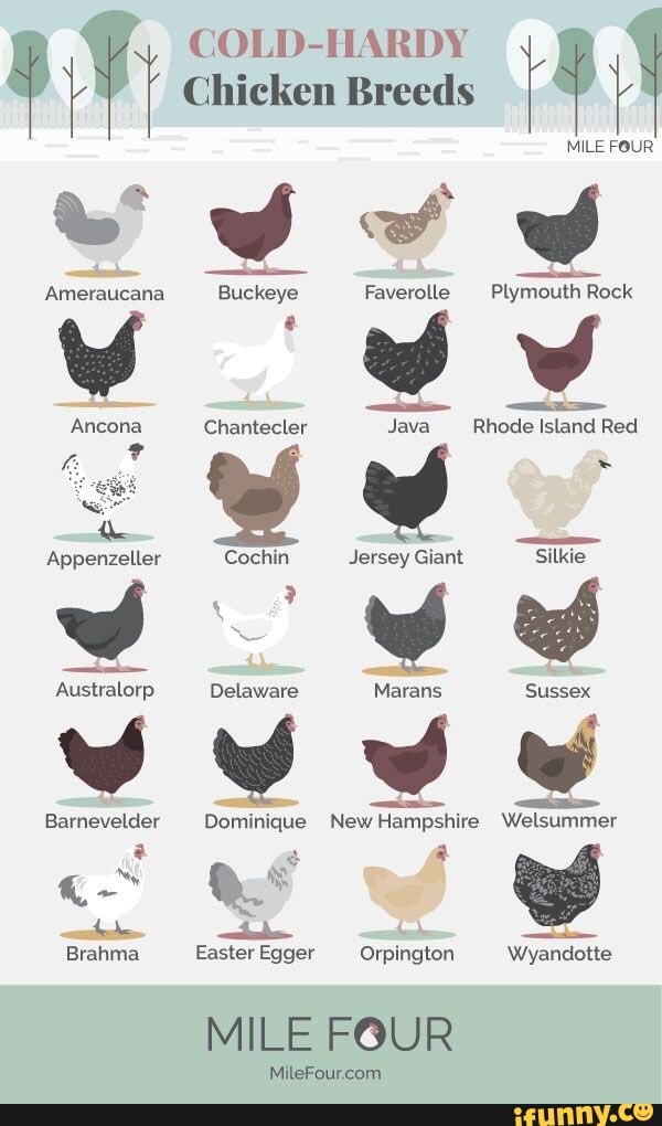 The Ameraucana Barnevelder Brahma COLDHARDY Chicken Breeds MILE FOUR J