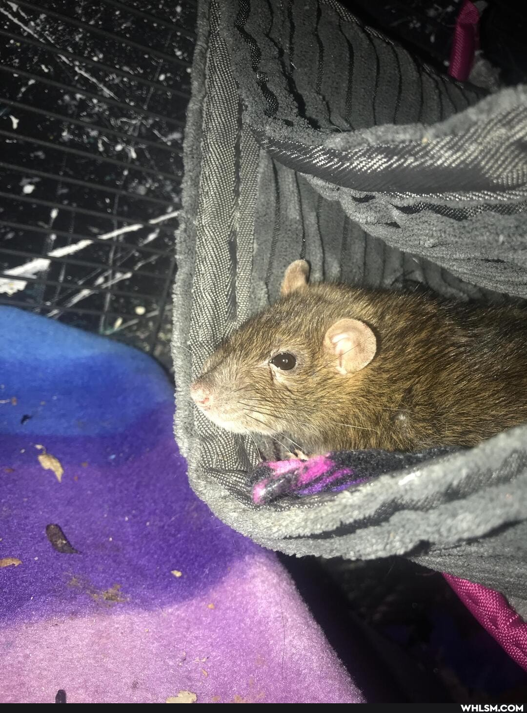 adorable, rats, rescue