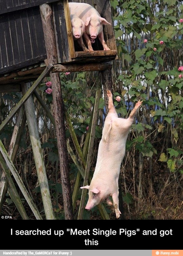 and got "Meet Single Pigs" I searched up
this - I searched up "Meet Single Pigs" and got this