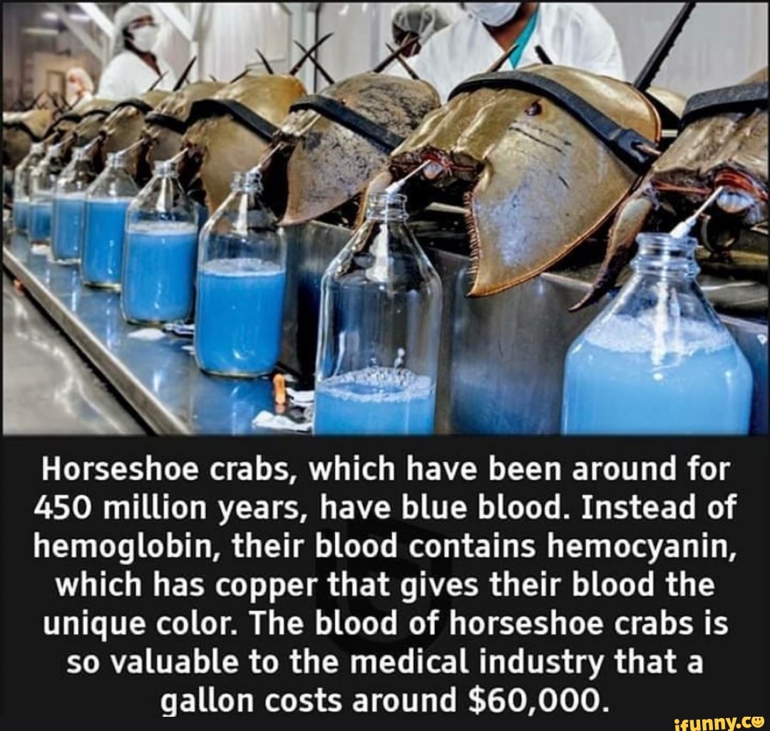 how much is horseshoe crab blood worth