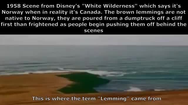 1958-scene-from-disney-s-white-wilderness-which-says-it-s-norway-when
