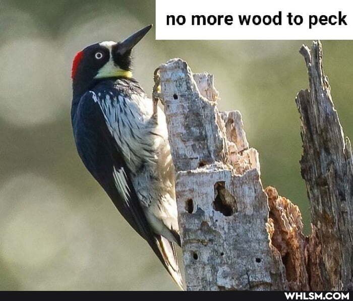 no more wood to peck