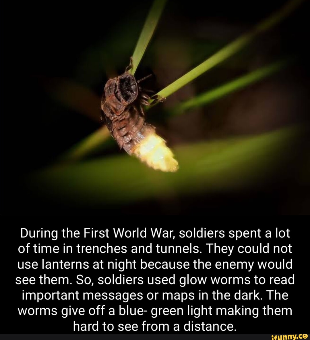 During the First World War, soldiers spent a lot of time in trenches