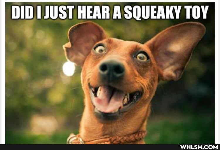 DID JUST HEAR A SQUEAKY TOY