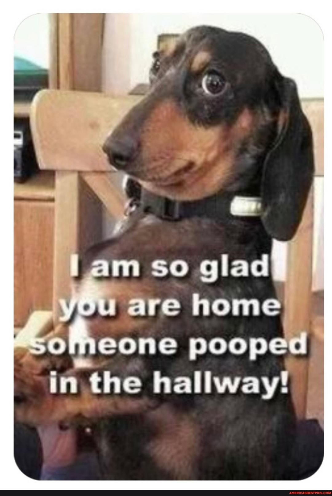 lam so glad
are home someone pooped
in. the hallway!