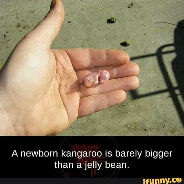 newborn jelly beans
