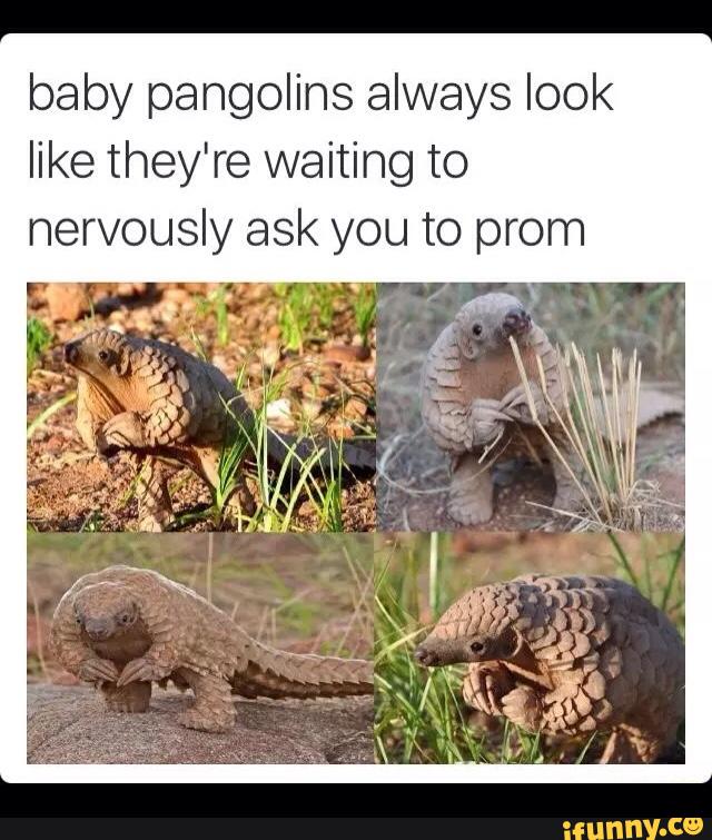 baby pangolins always look
like they're waiting to