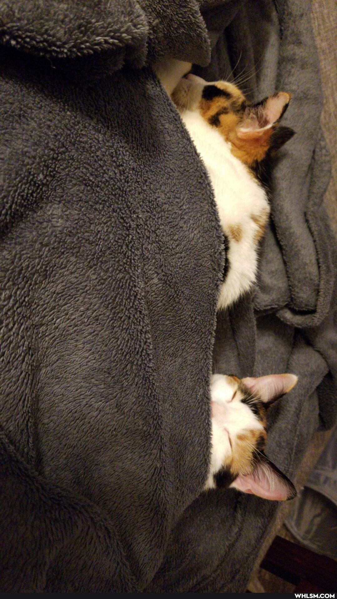 cats, caturday, whlsmmitchmcconnell