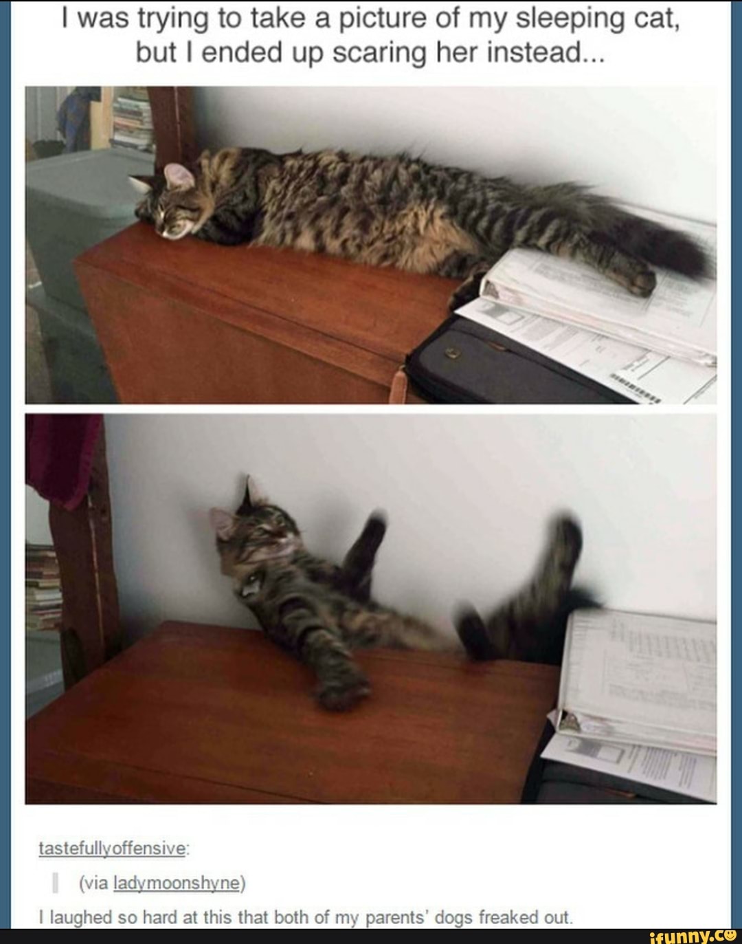 I was trying to take a picture of my sleeping cat,
but I ended up scaring her instead...
