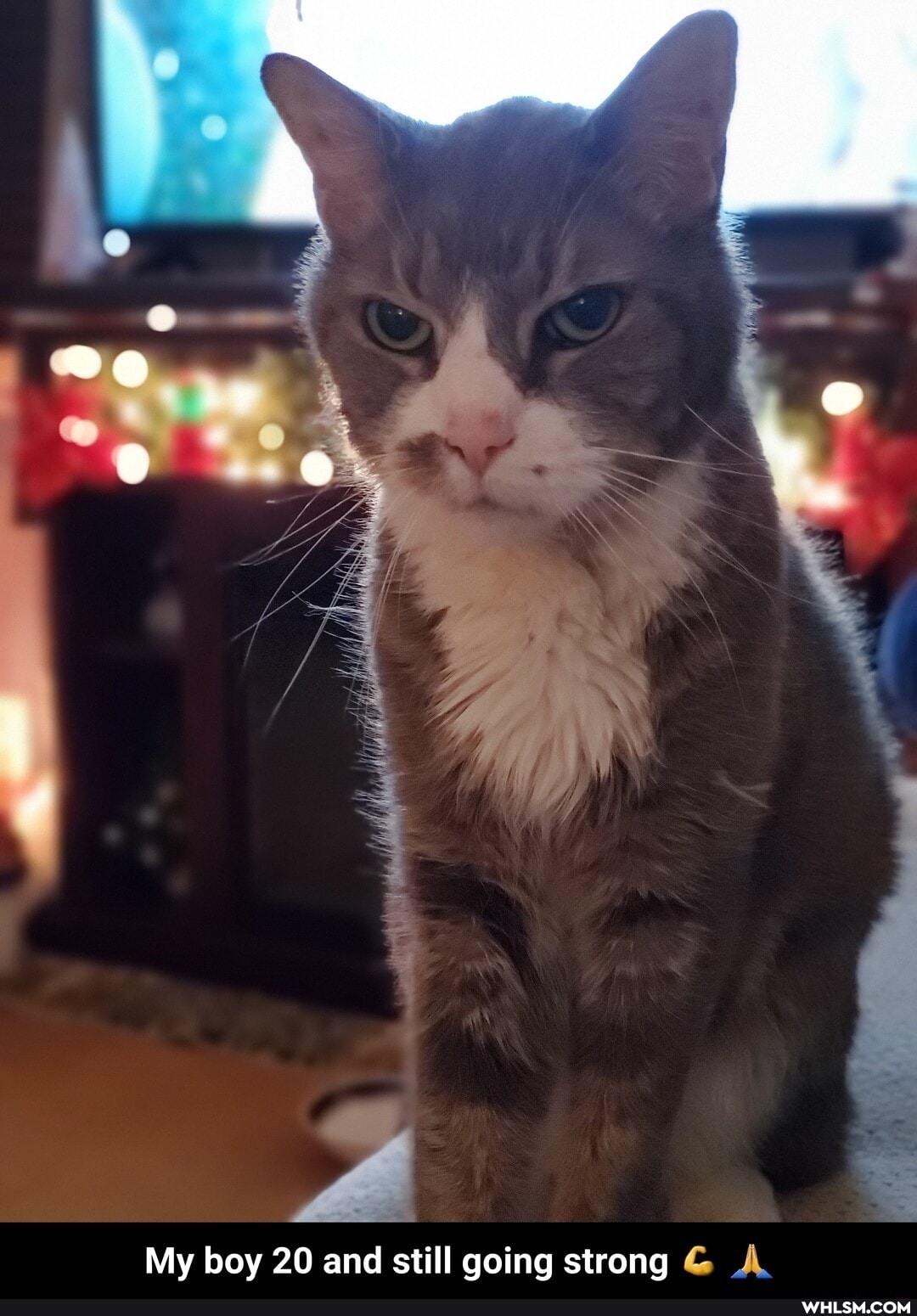 My boy 20 and still going strong