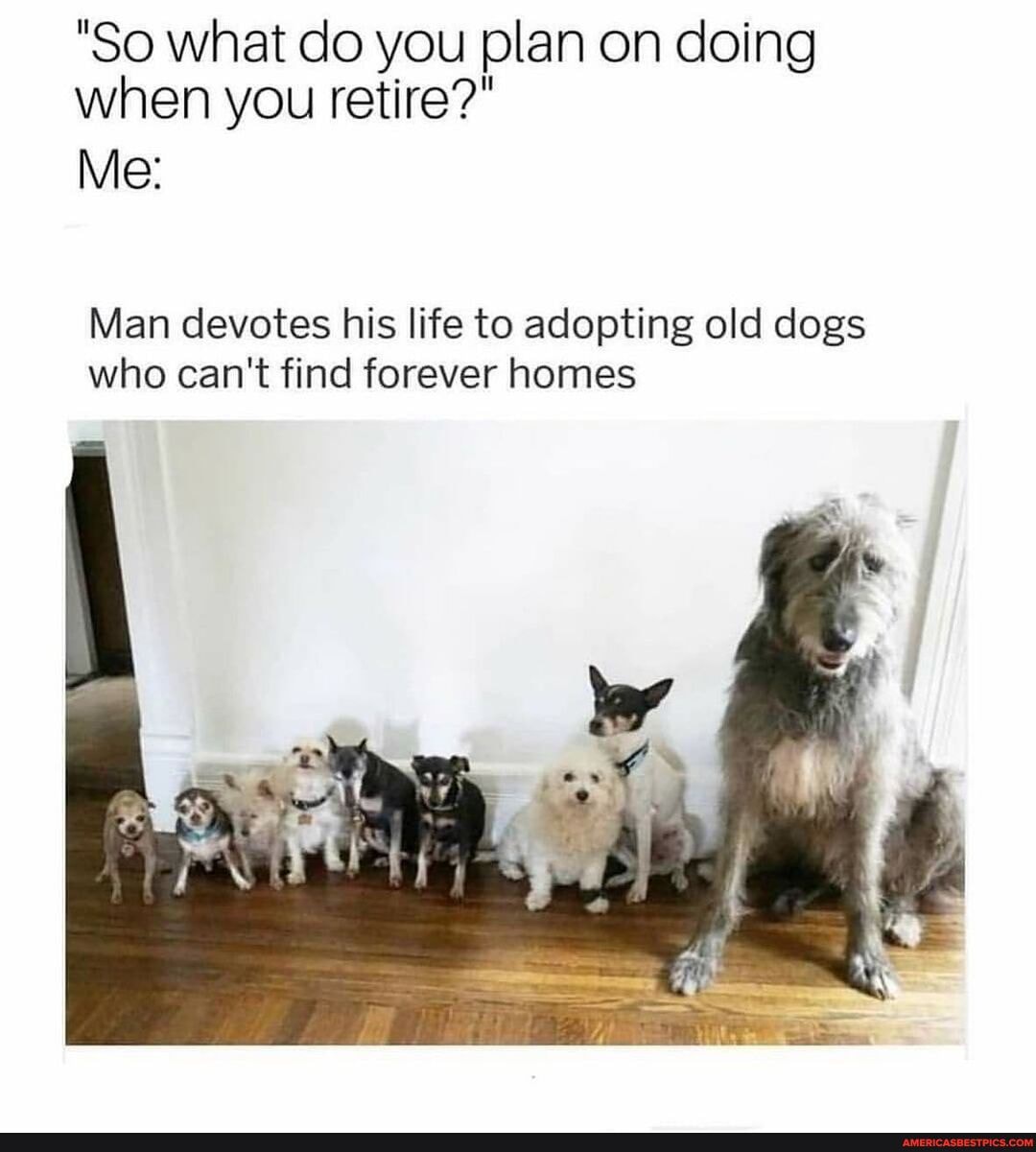 "So what do you plan on doing when you retire?"
Me:
Man devotes his life to adopting old dogs who can't find forever homes