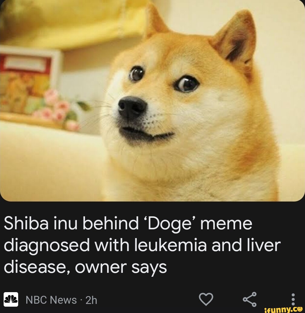 Shiba inu behind 'Doge' meme diagnosed with leukemia and liver disease ...