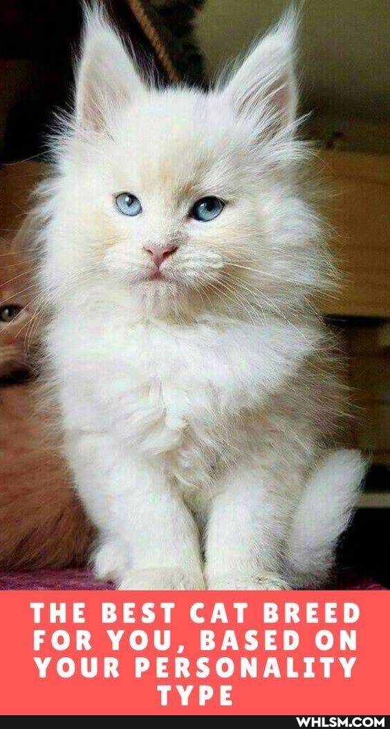THE BEST CAT BREED
FOR YOU, BASED ON
YOUR PERSONALITY TVDE