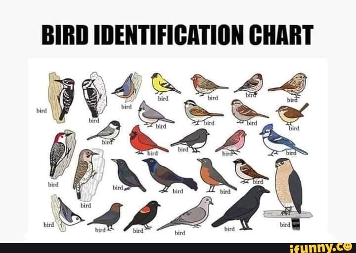 Better late than never I guess BIRD IDENTIFICATION CHART iFunny