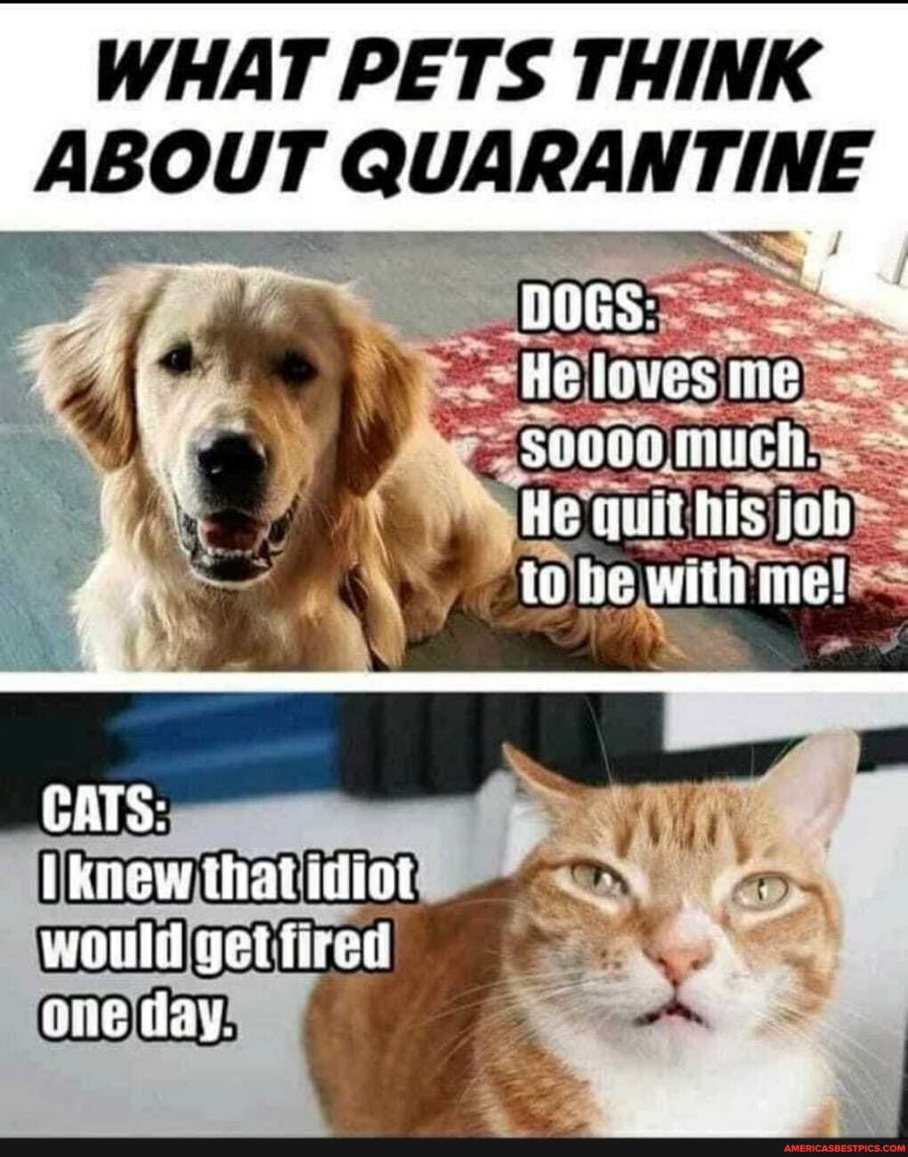 WHAT PETS THINK
ABOU QUARAN TINE
BUGS:
He laaves me
He to he with me!
GATS:
knew ihat iot wold get hired aie Gay,