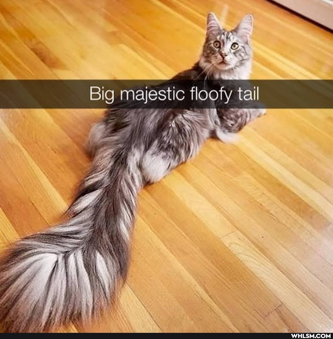 Big majestic floofy tail