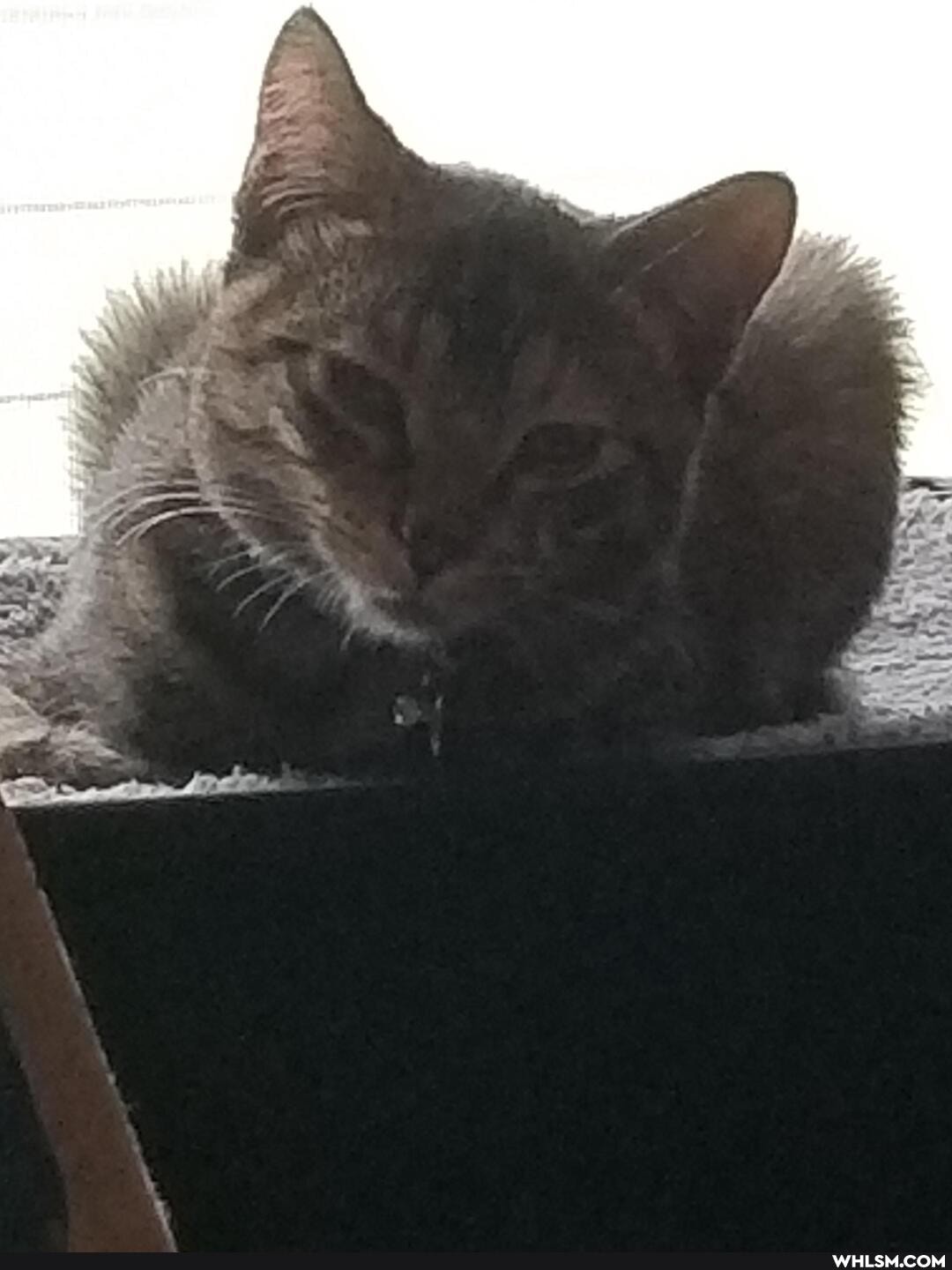 cat, aww, kittens