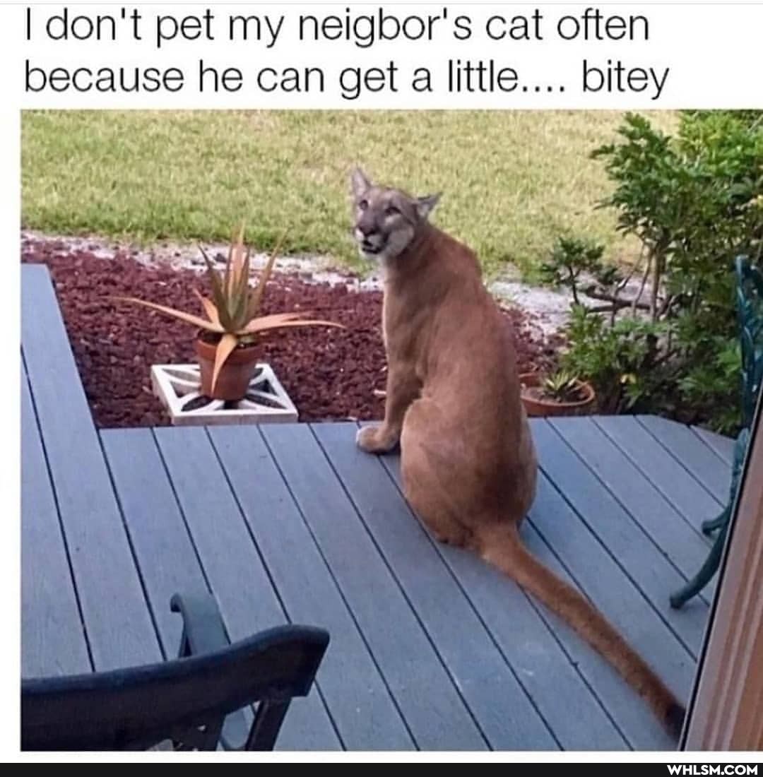 I don't pet my neigbor's cat often because he can get a little.... bitey
INS