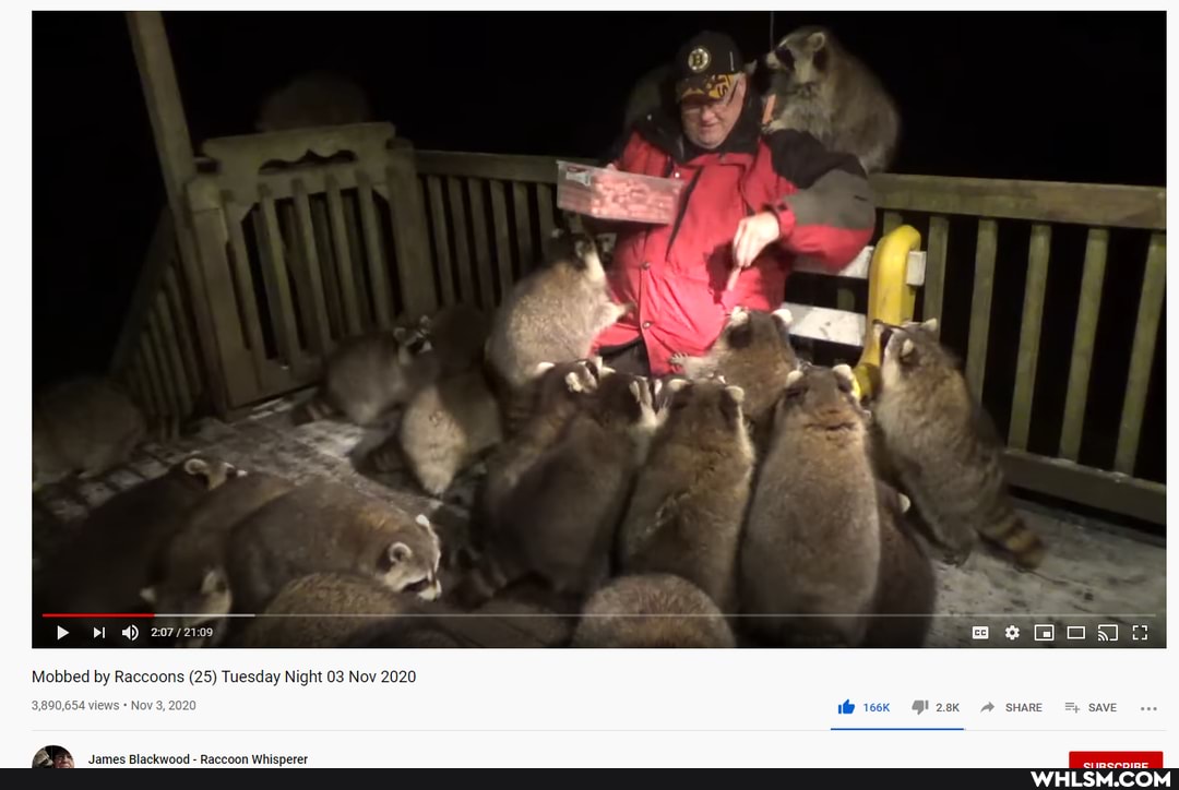 pl di)
Mobbed by Raccoons (25) Tuesday Night 03 Nov 2020