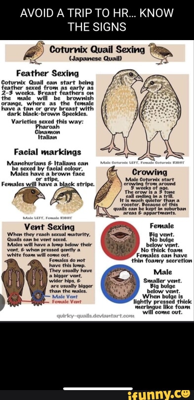 Quail memes. Best Collection of funny Quail pictures on iFunny