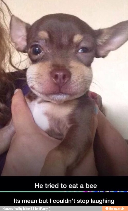 He tried to eat a bee
Its mean but I couldn't stop laughing - Its mean but I couldn't stop laughing