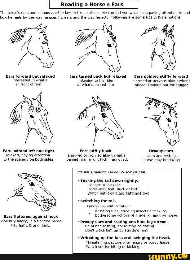 Reading a Horse's Ears The horse's ears and actions are the key to his