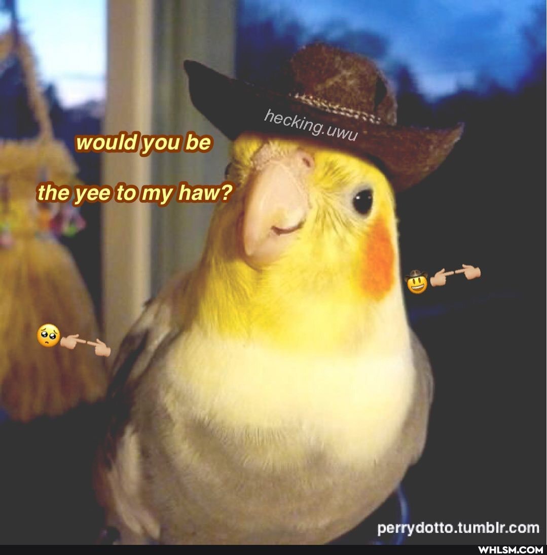 wouldjyou be
(he yee tomy haw?
perry
