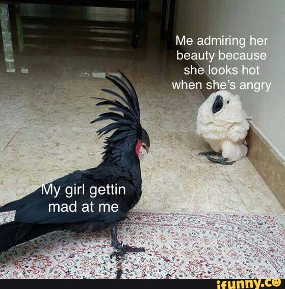 Me admiring her beauty because she locks hot when she's angry
aa
My girl gettin mad at me