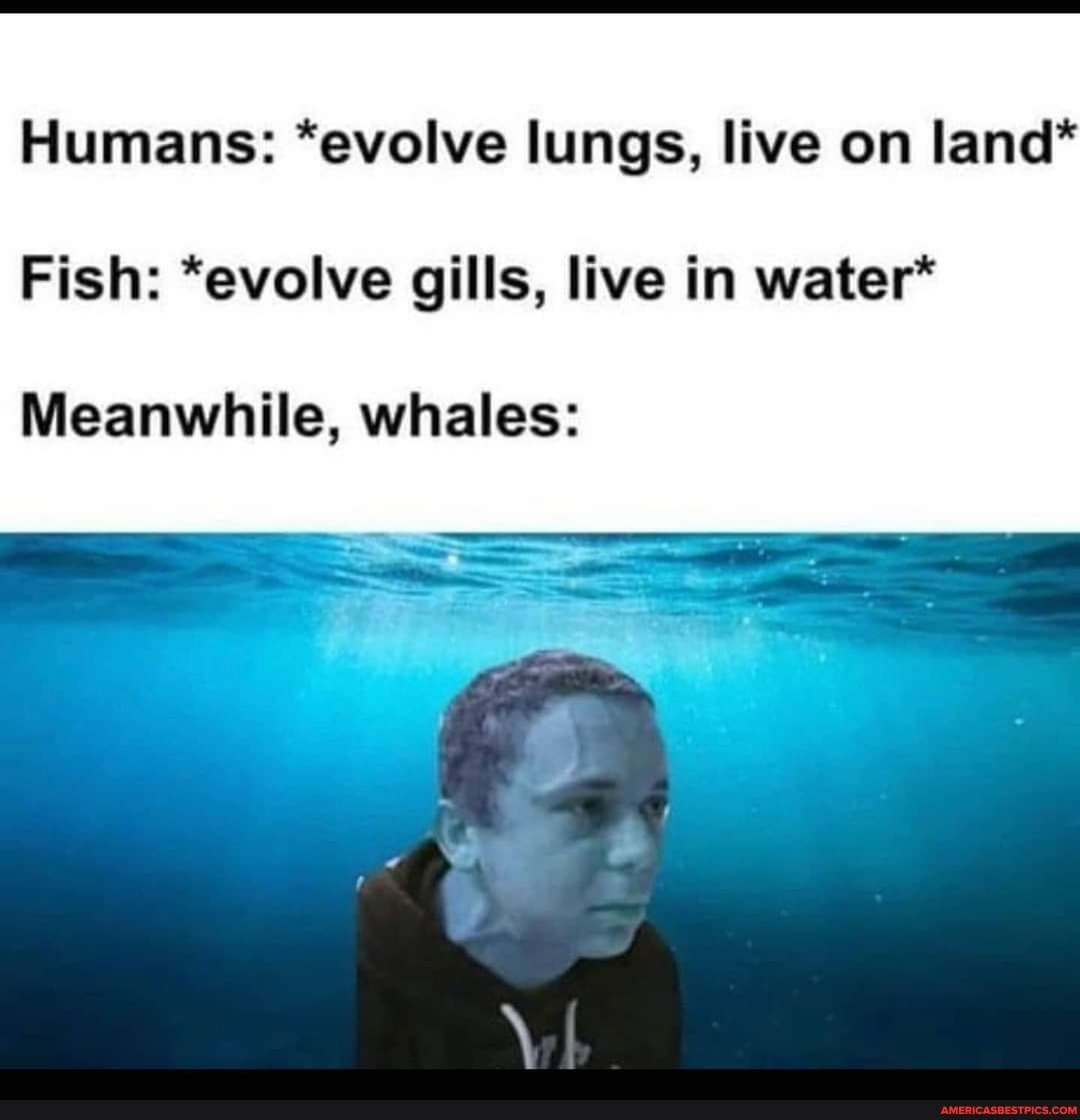 Humans *evolve lungs, live on land* Fish *evolve gills, live in water