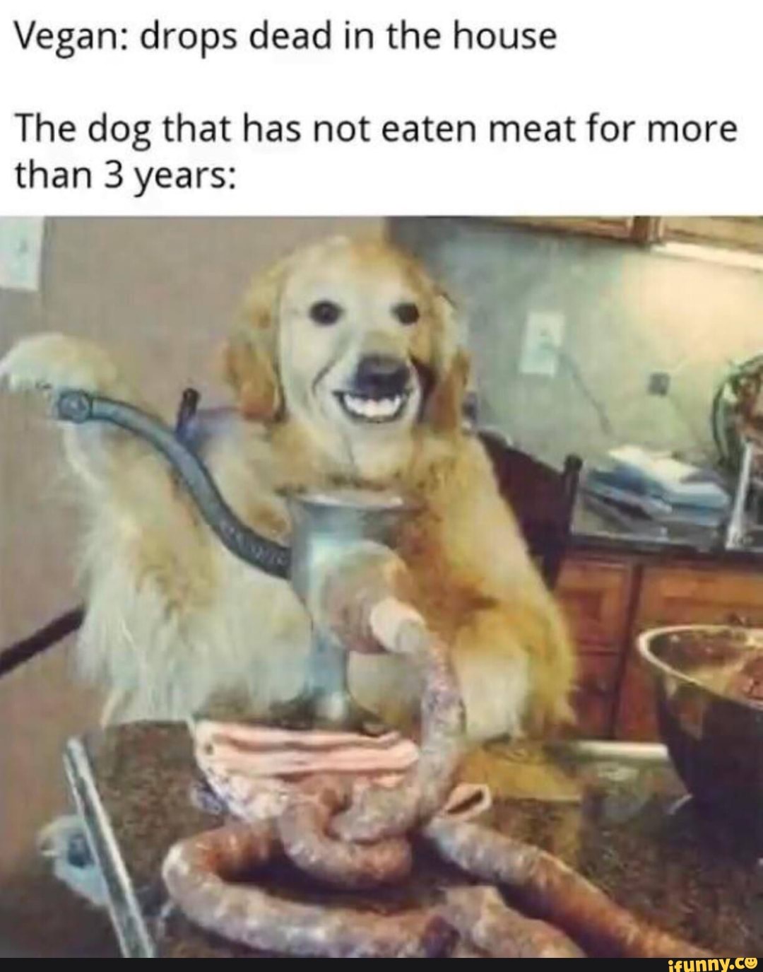 Vegan: drops dead in the house
The dog that has not eaten meat for more than 3 years: