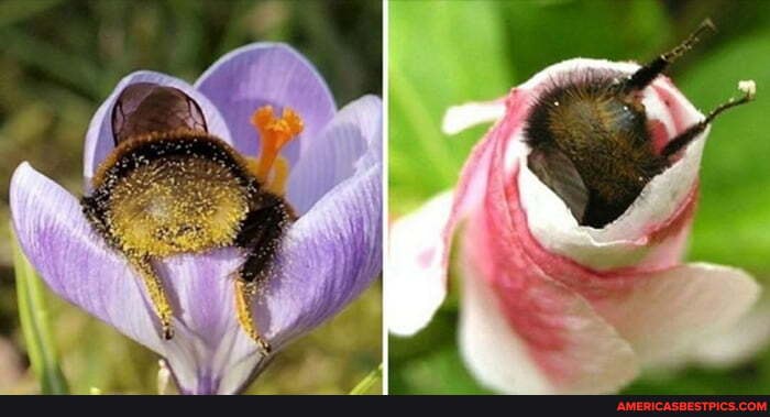 adorable, bees