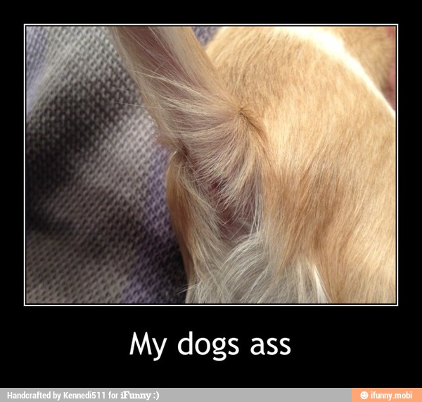 My dogs ass - My dogs ass